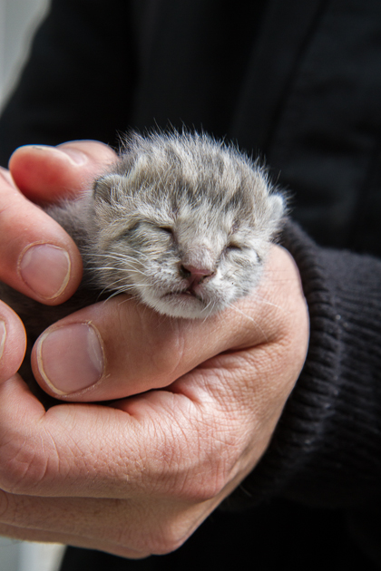 Read more about the article Kitten Drama at Gülhane Park